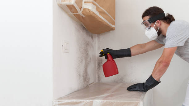 Professional Black Mold Remediation technician working in West Islip, NY